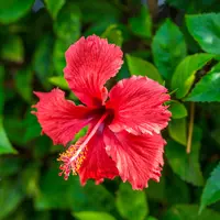 ilustrasi bunga sepatu/copyright by Shutterstock