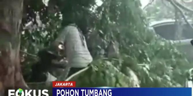 Pohon Tumbang Timpa Mobil di Pasar Minggu Akibat Hujan dan Angin Kencang