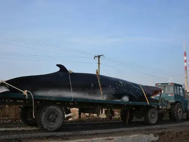 Truk kontainer tampak membawa bangkai ikan paus ke pabrik pembekuan. Paus dengan panjang sekitar 8,9 meter dan berat 3,9 ton ditemukan mati terdampar di pinggiran pantai dekat kota Rizhao, provinsi Shandong, China, 30 November 2015. (shanghaiist.com)