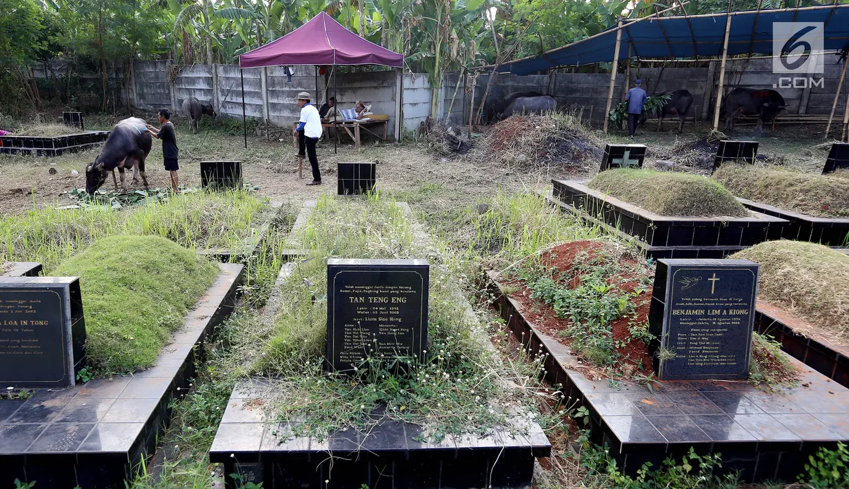 Pedagang memberikan makan pada hewan kurban yang dijajakannya di TPU Tanah Kusir, Jakarta, Senin (21/8). Pedagang hewan kurban memanfaatkan lahan di areal makam untuk menjual sapi menjelang Hari Raya Idul Adha. (Liputan6.com/Johan Tallo)
