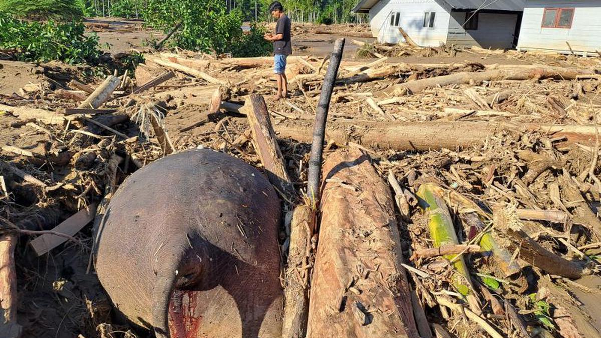 Banjir Aceh, Potret Gajah Ditemukan Mati di Antara Tumpukan Kayu