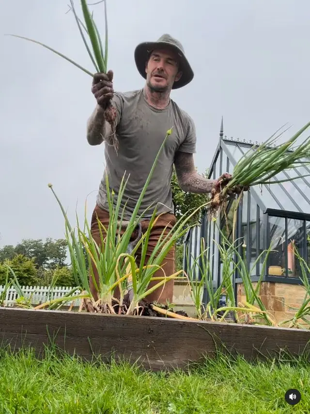 6 Potret David Beckham saat Berkebun, Panen Daun Bawang untuk Victoria