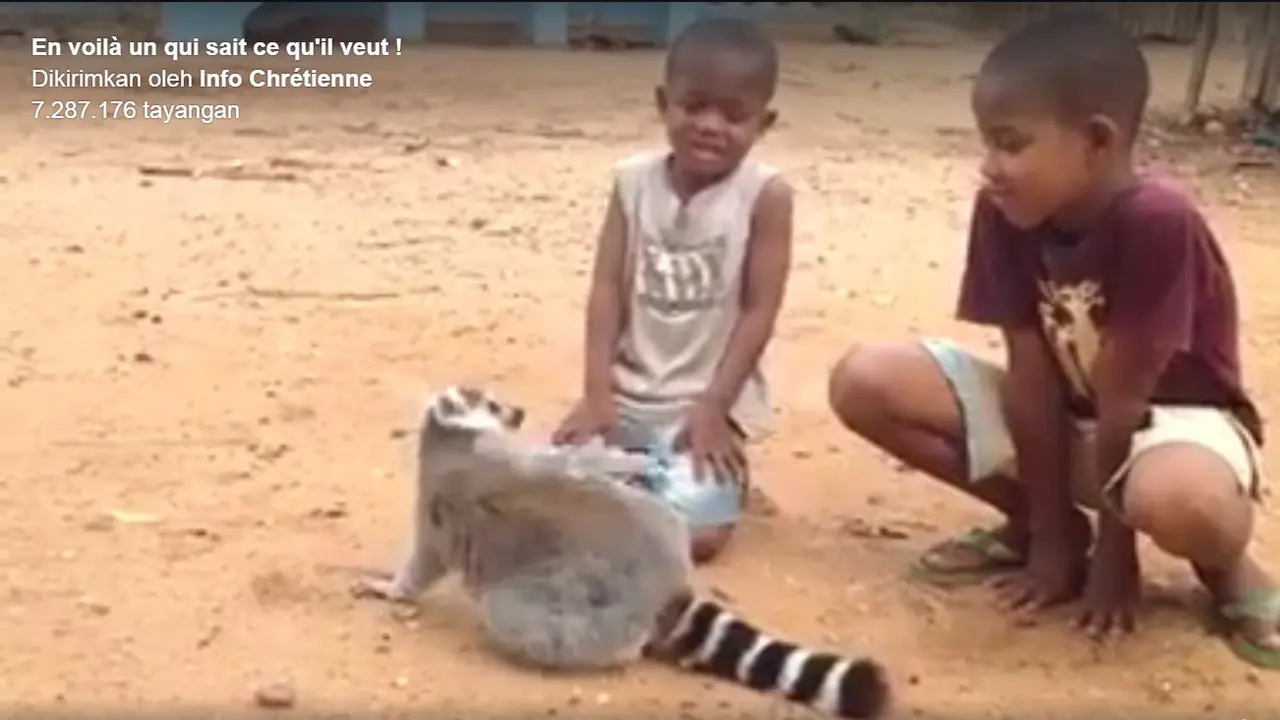 Bak Raja, Seekor Lemur Perintah 2 Bocah untuk Memijat Punggungnya