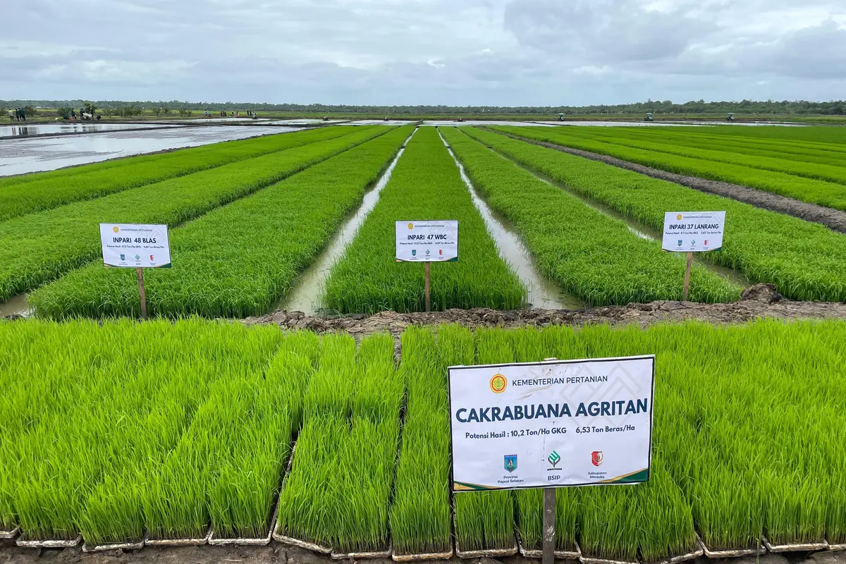 Hasil Survei Tunjukkan Lahan Cetak Sawah di Kabupaten Merauke Layak Tanam