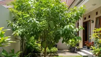 14 Pohon Buah yang Tidak Mudah Diserang Ulat Daun, Pilihan untuk Kebun Organik