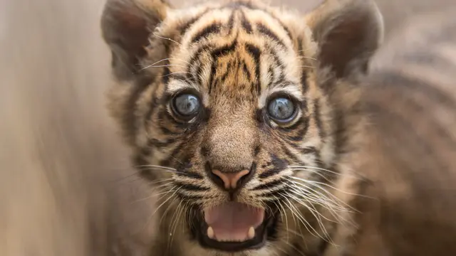 Anak Harimau Sumatera