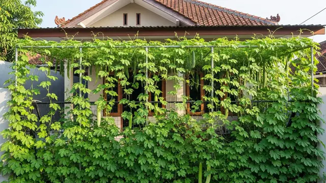 Inspirasi Kebun Pare Rambat di Pagar Rumah Kecil