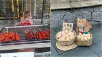 6 Potret Kucing Jualan Belum Laku, Mata Berbinar Minta Dibeli