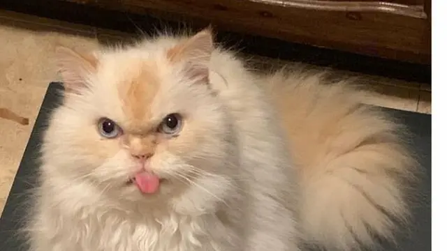 7 Potret Lucu Kucing saat Julurkan Lidahnya Ini Gemas Banget