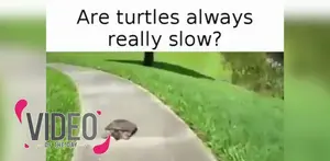Video ini membuktikan bahwa tak setiap kura berjalan dengan lambat.