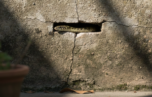 ular di celah rumah (created by AI)