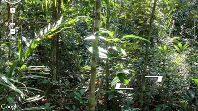 Hutan Hujan Amazon