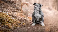 Small dog breeds that can be a good guard dog. (Photo: Sandor Foszto/Pixabay)