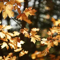 Autumn Equinox membawa perubahan pada semua zodiak. (Foto: Unsplash/weston m)