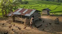 Peluang Usaha Peternakan Bagi Anak Muda di Era Modern, Bisnis Kekinian dan Menjanjikan