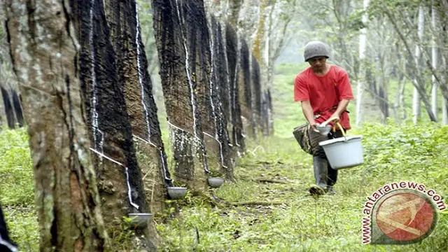 Tiga Negara Produsen Berkongsi Perbaiki Harga Karet