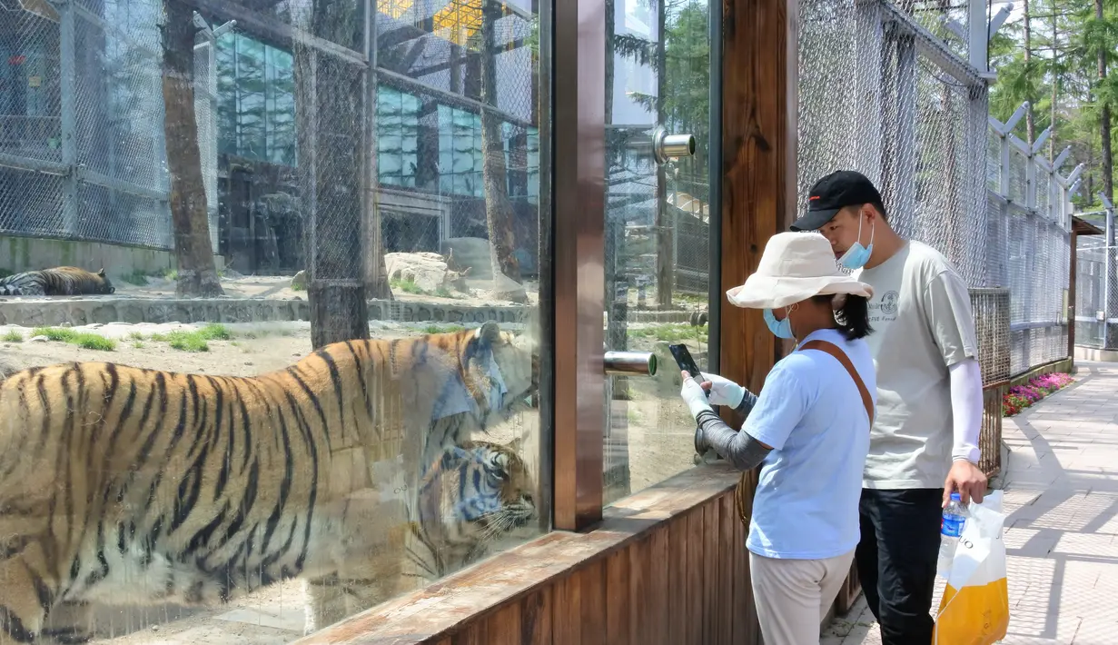 Orang-orang mengunjungi Taman Harimau Siberia Hengdaohezi di Kota Hailin, Provinsi Heilongjiang, China (17/7/2020). Para staf menyediakan sejumlah kolam dan makanan yang disiapkan secara khusus bagi harimau Siberia untuk mengantisipasi udara musim panas yang menyengat. (Xinhua/Zhang Chunxiang)