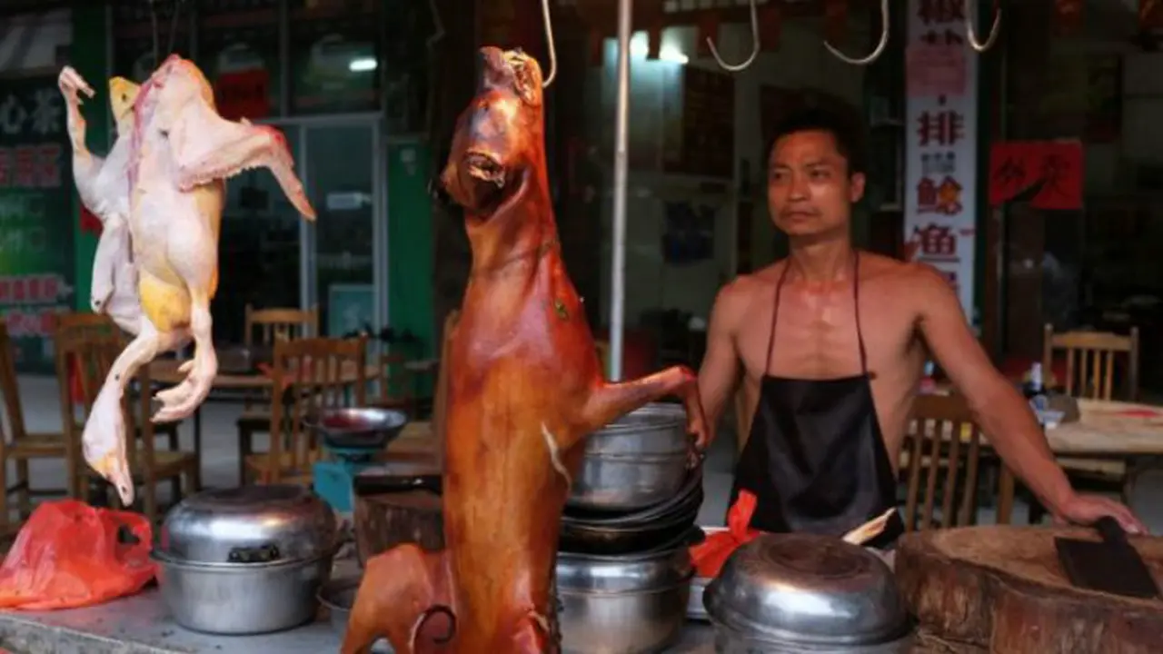 Festival daging anjing di China