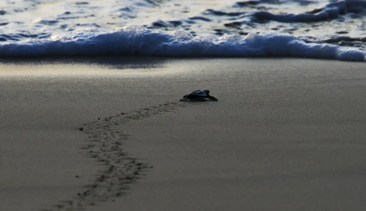Seekor bayi penyu menuju laut setelah dilepaskan saat matahari terbenam di pantai Lhoknga provinsi Aceh (31/1/2020). Pelepasan bayi tukik penyu tersebut wujud kepedulian terhadap lingkungan. (AFP Photo/Chaideer Mahyuddin)