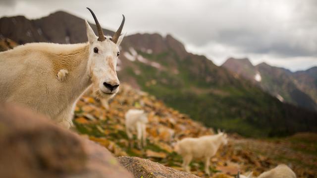 Ilustrasi Kambing Gunung
