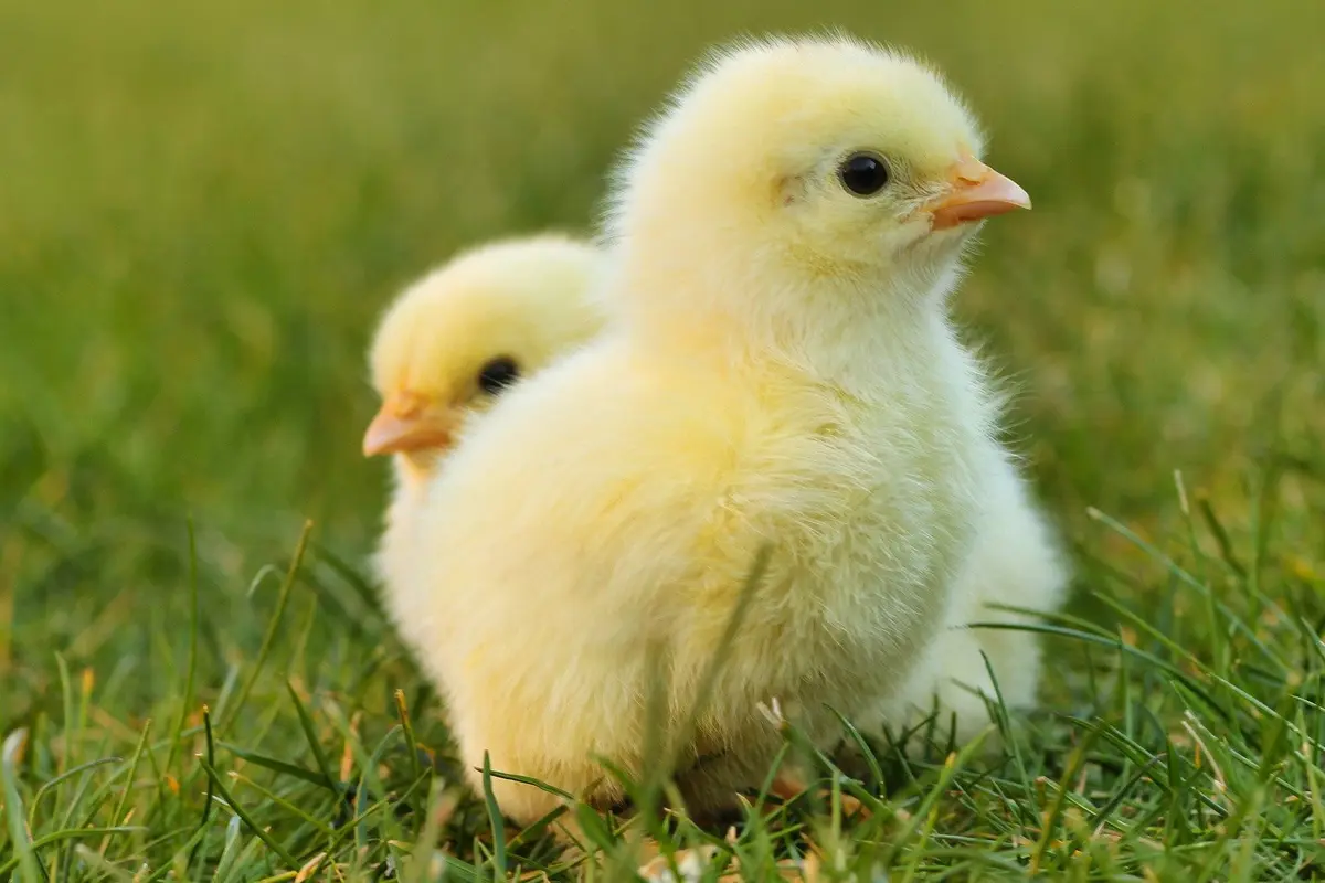 Ilustrasi anak ayam