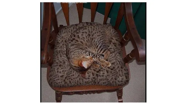 7 Potret Kucing saat Berkamuflase Ini Bikin Mikir Keras