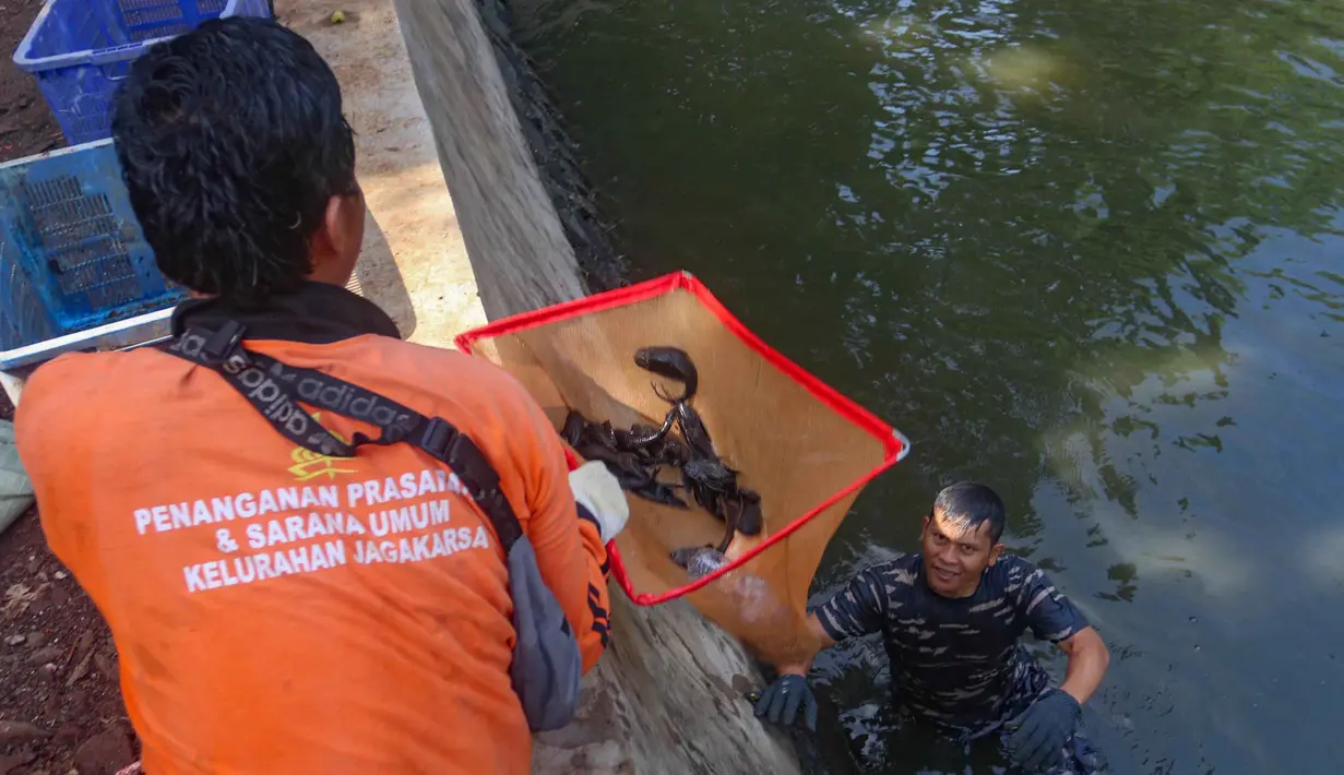 Personel TNI AL bersama petugas PPSU saat operasi penangkapan ikan sapu-sapu di perairan kawasan Setu Babakan, Jakarta Selatan, Selasa (5/5/2026). Sejumlah personel TNI AL diterjunkan membantu operasi penangkapan ikan sapu-sapu di kawasan Setu Babakan, Jakarta Selatan. (merdeka.com/Arie Basuki)