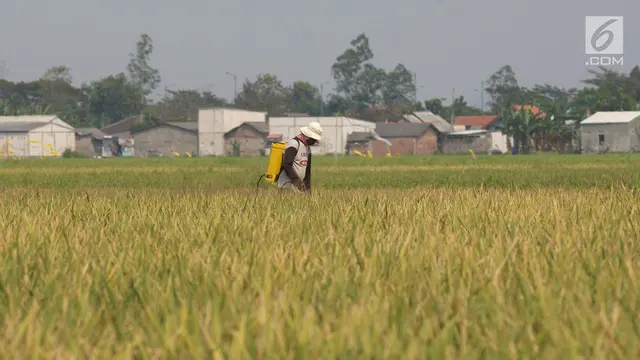 Serangan Hama dan Cuaca Buruk, Hasil Panen Padi Turun di Bekasi