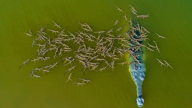 Viral foto seekor buaya yang menggendong 100-an anaknya di punggung.