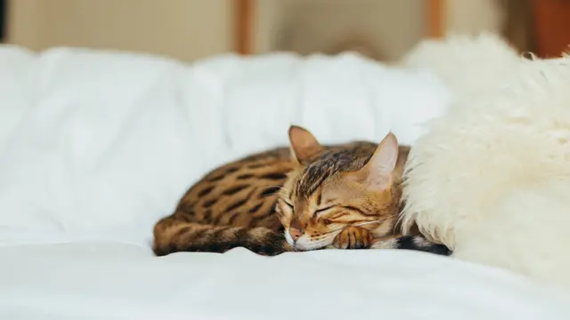Sleeping Cat