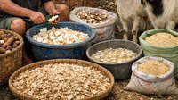 Cara Membuat Pakan Ternak dari Singkong, Lebih Murah dan Kambing Cepat Gemuk
