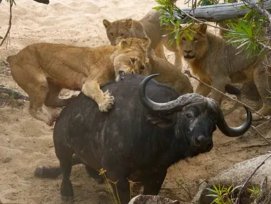 Seorang pemandu wisata Byron Serrao memotret seekor kerbau tua yang diserang lima ekor singa di Londolizi Game Reserve, dekat Taman Nasional Kruger, Afrika, Kamis (23/7/2015). (Dailymail)