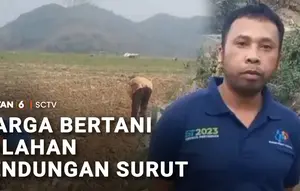 Imbas Kemarau, Lahan Kering Bendungan Cirata Disulap Jadi Kebun Palawija
