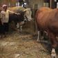 Selain jamu, Waluyo juga memanusiakan sapi jumbo peliharaannya agar berbobot luar biasa. (Liputan6.com/Edhie Prayitno Ige)