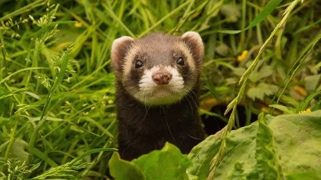 Ferrets