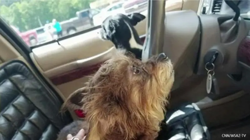 Hebat, Dua Anjing Kompak Kendarai Mobil Sang Pemilik