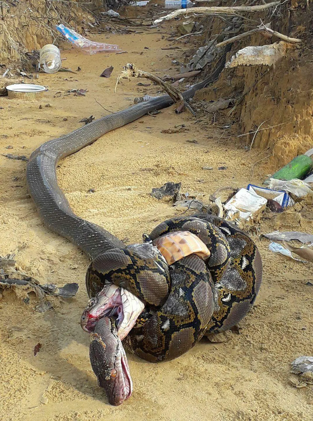 (Credits: original photographer via Imgur) Foto pertarungan Piton dengan King kobra keduanya akhirnya mati dalam gelutan mematikan.