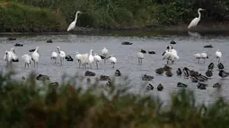 Burung-burung yang bermigrasi terlihat di lahan basah muara Sungai Minjiang di Fuzhou, Provinsi Fujian, China pada 8 November 2020. Lahan basah muara itu merupakan area konsentrasi utama untuk burung-burung yang bermigrasi dan habitat bagi unggas air, termasuk spesies langka. (Xinhua/Wei Peiquan)