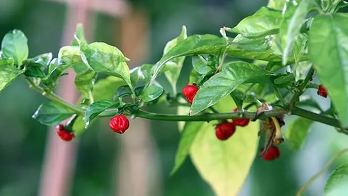 Photo: Copyright mirror.co.uk