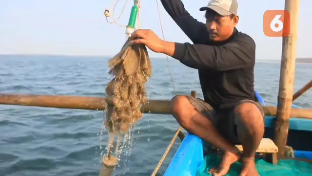 Nelayan saat mengangkat jaring untuk menangkap benih bening lobster (BBL) di Pantai Ujung Genteng, Sukabumi (Liputan6.com/Fira Syahrin).