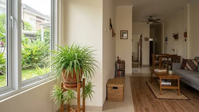 6 Tanaman Indoor yang Bisa Menjaga Kelembapan Rumah, Pilihan Alami untuk Hunian