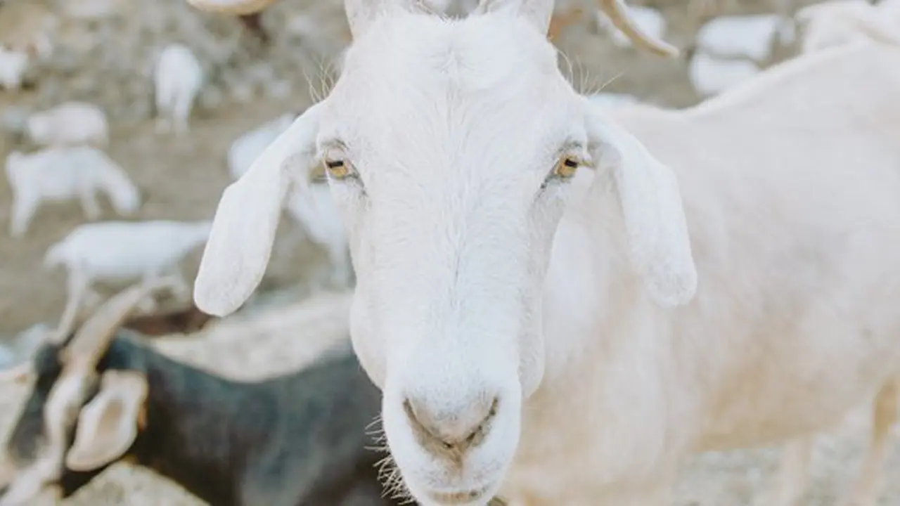Copyright: unsplash/caleb-woods