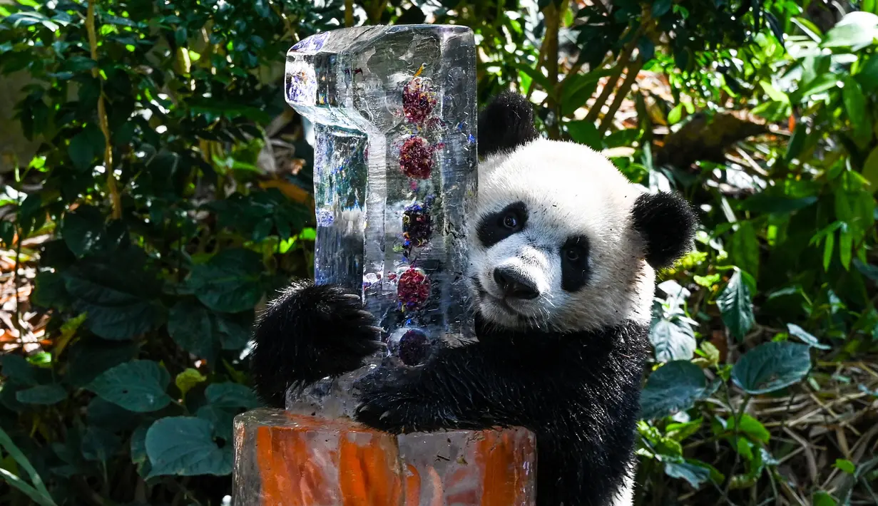 Le Le merayakan ulang tahunnya yang pertama dalam pameran hutan panda raksasa River Wonders di Singapura, Jumat (12/8/2022). Le Le adalah panda raksasa pertama yang lahir di Singapura. (Roslan RAHMAN/AFP)