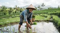 Hari Tani Nasional (Hari Agraria): Potret Petani &amp; Tantangan Pertanian Indonesia