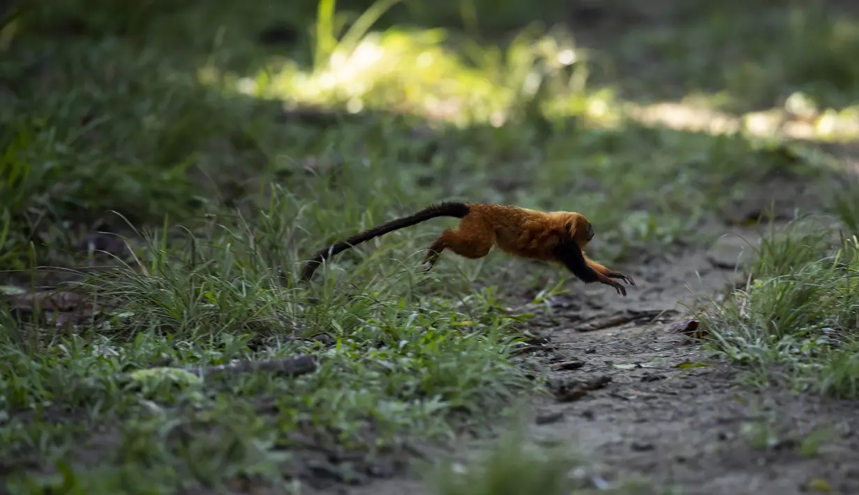 Seekor tamarin singa emas melompat di tanah selama tur observasi di properti mitra pribadi taman ekologi golden lion tamarin, di kawasan Hutan Atlantik Silva Jardim, Rio de Janeiro, Brasil, Kamis (16/6/2022).  Taman ini merupakan bagian dari upaya asosiasi tamarin singa emas untuk konservasi spesies yang terancam punah. (AP Photo/Bruna Prado)