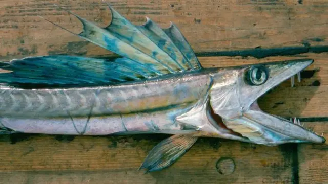 Lancetfish kanibal, terdampar di pantai dalam keadaan hidup (NOAA)