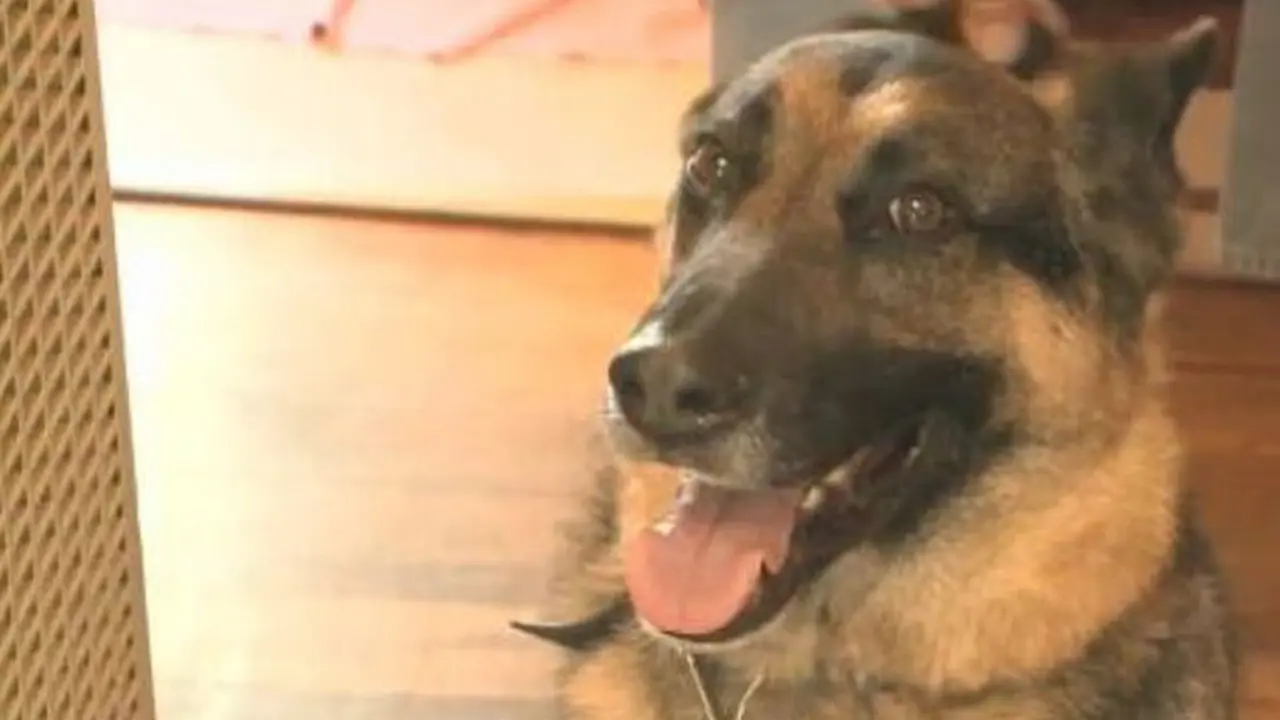 Max, anjing German Shepherd yang menyelamatkan tuannya. (Foto: CBS Local)
