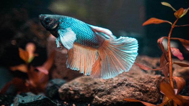 Cerita Akhir Pekan Serba Serbi Memelihara Cupang Hias Lifestyle Liputan6 Com