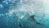 Waspada Ikan Invasif, Ini 6 Spesies yang Berdampak Buruk bagi Lingkungan
