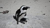 Penguin Jackass. (Liputan6/Pixabay)